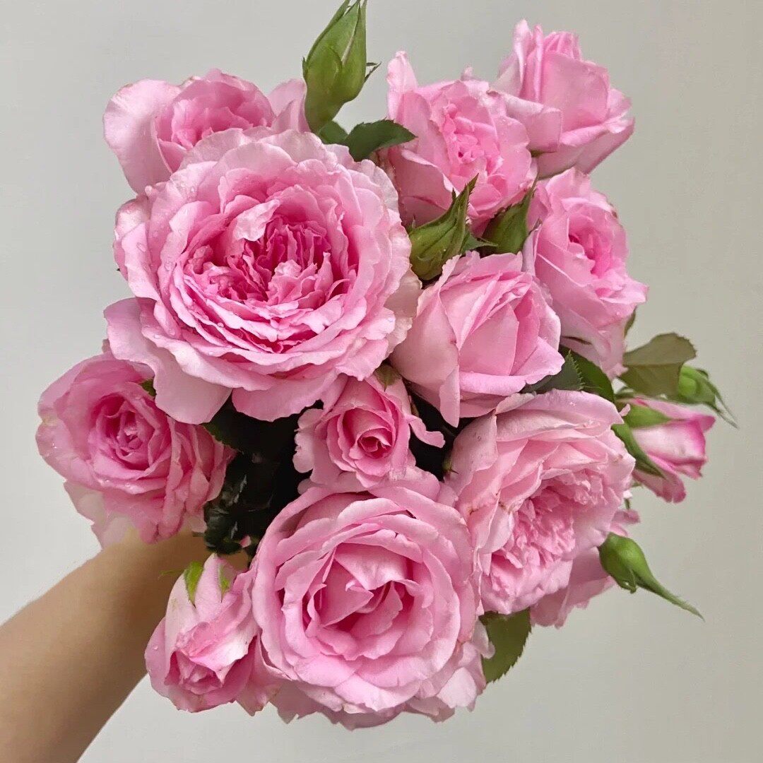 河本绊月季花苗大花灌