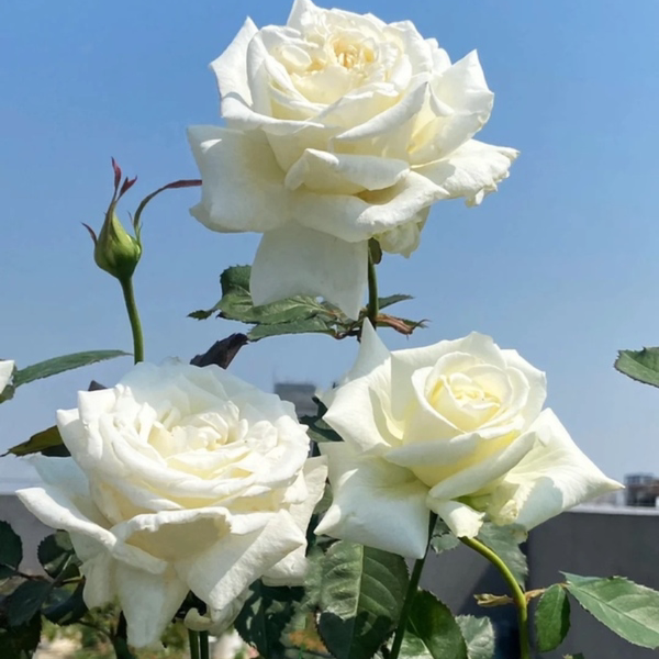 百亩花卉保罗二世欧月美国月季浓香直立勤花阳台庭院盆栽玫瑰