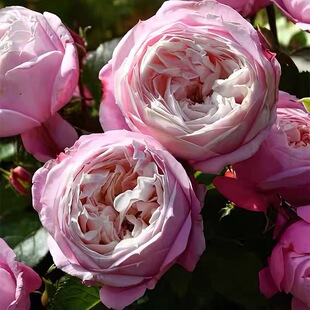 旋转芭蕾月季 木村卓功 灌木大花浓香 粉色 直立勤花 抗病 多季