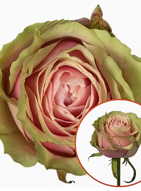 托斯卡尼尼月季 橙色多盟 灌木大花 粉色绿边 切花玫瑰 直立 勤花