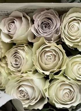 安神曲月季 橙色多盟 灌木大花 灰白色 抗病 直立 切花玫瑰 勤花