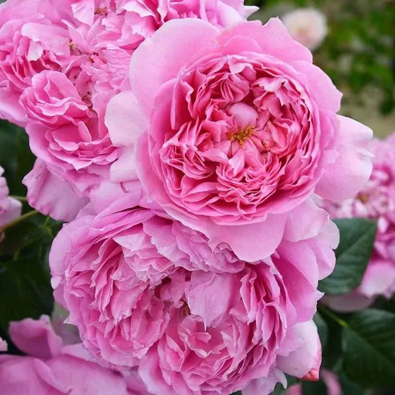 一百亩花田、新品月季 初见 又名初景 多季节开花 低维护耐热耐晒