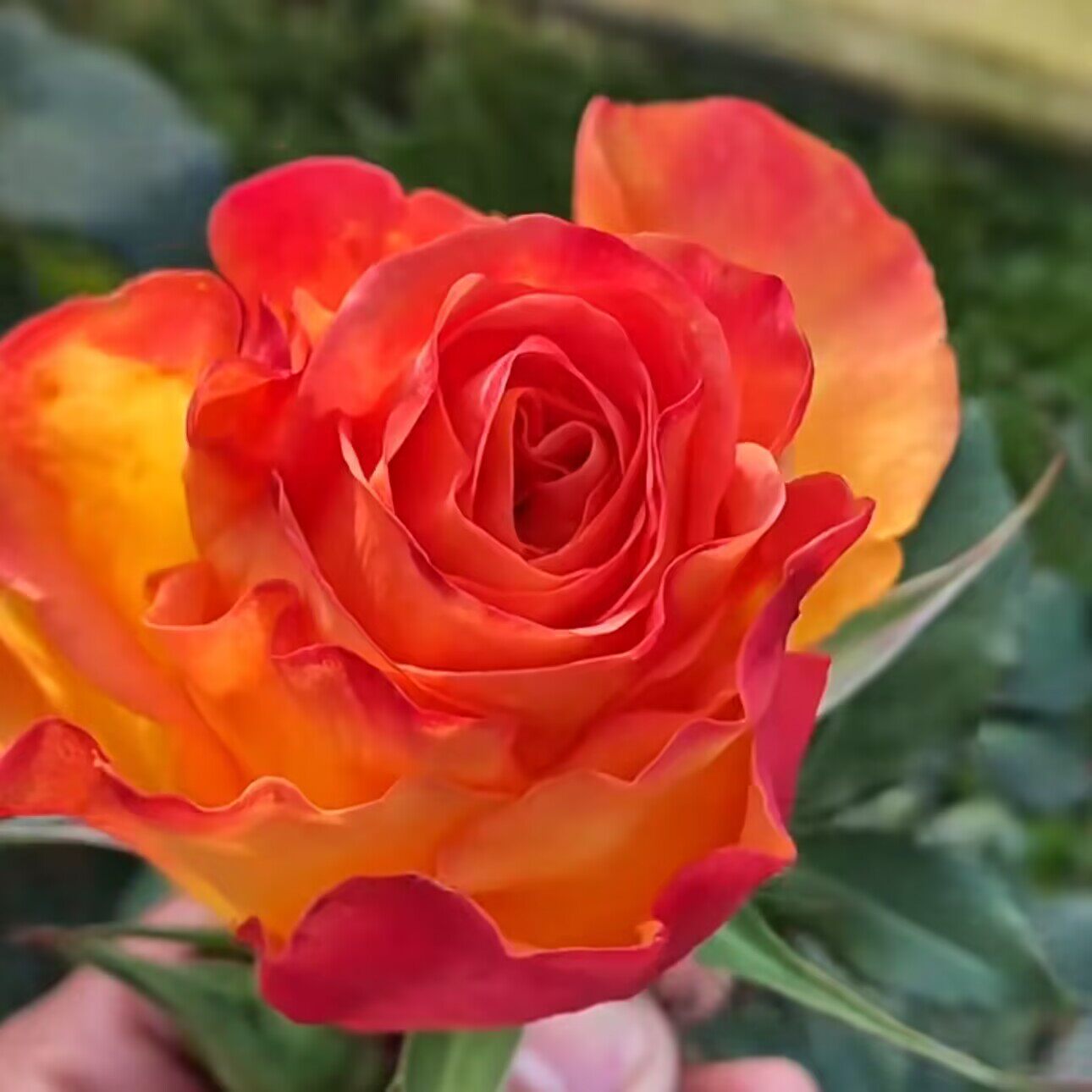 一百亩花卉 昀 进口玫瑰大花多季开花庭院阳台盆栽切花月季花苗