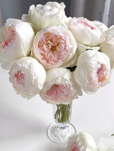 百亩花卉波莱罗波列罗欧月法国月季浓香抗病阳台盆栽花卉植物