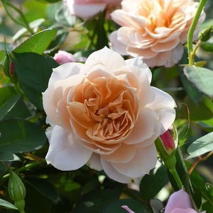 花苗盆栽 月季 一百亩花田鸬野赞良 unonosarara木村卓功2025超新品