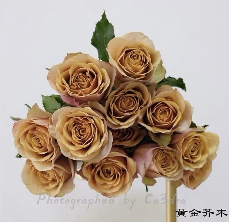一宅一院 | 黄金芥末 超新品玫瑰花苗盆栽阳台月季切花花卉包对版