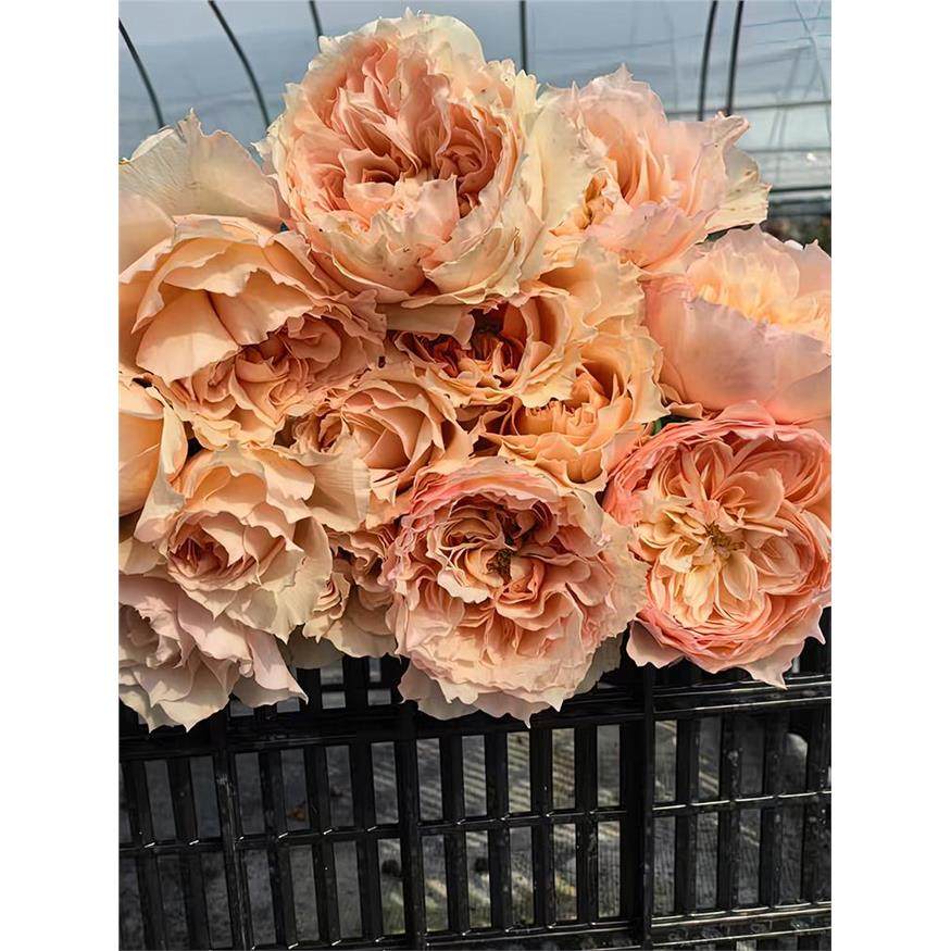 彼姝月季 莫妮卡戴维芽变 灌木大花 橙色直立美人尖 橙色戴维月季,鲜花速递/花卉仿真/绿植园艺,月季/蔷薇/玫瑰,淘宝优惠券,粉丝福利购,淘宝优惠卷