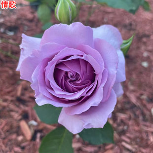 新品情歌月季灌木大花浓香庭院阳台盆栽多季开花玫瑰花苗
