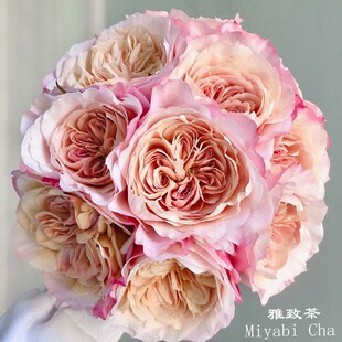 一百亩花田 miyabi cha日本超新品 大花玫瑰苗盆栽切花花卉 茶雅