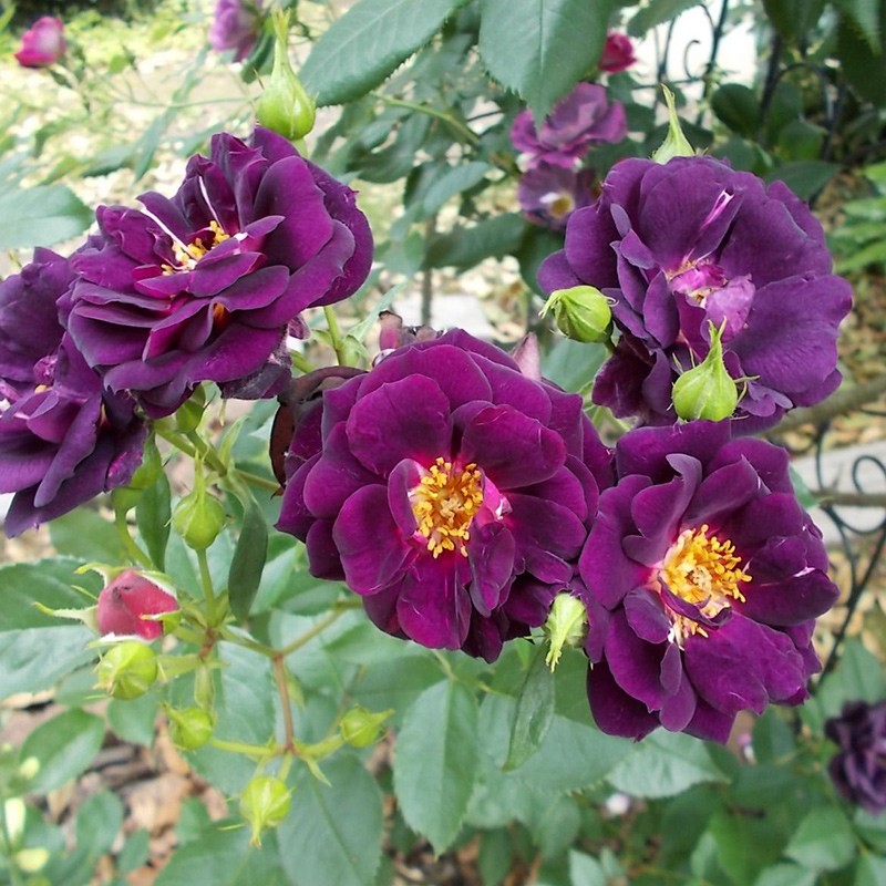 午夜深蓝 月季花苗 大花浓香灌木勤花月季 庭院阳台盆栽花卉