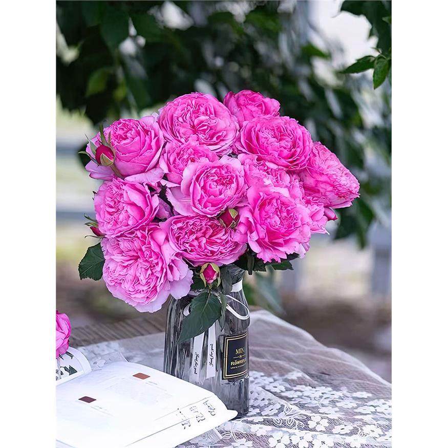 华琚月季 国月 灌木大花 粉色 直立 勤花 抗病 长势强健 多季开花,鲜花速递/花卉仿真/绿植园艺,月季/蔷薇/玫瑰,淘宝优惠券,粉丝福利购,淘宝优惠卷