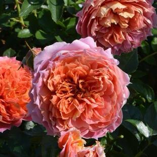 一百亩花田 爵士乐 2025日本木村卓功月季新品花苗盆栽灌木