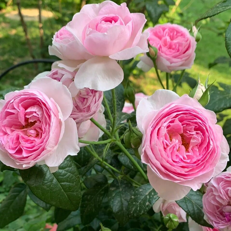 我的心 月季花苗 灌木多头勤花大花月季 阳台庭院盆栽植物