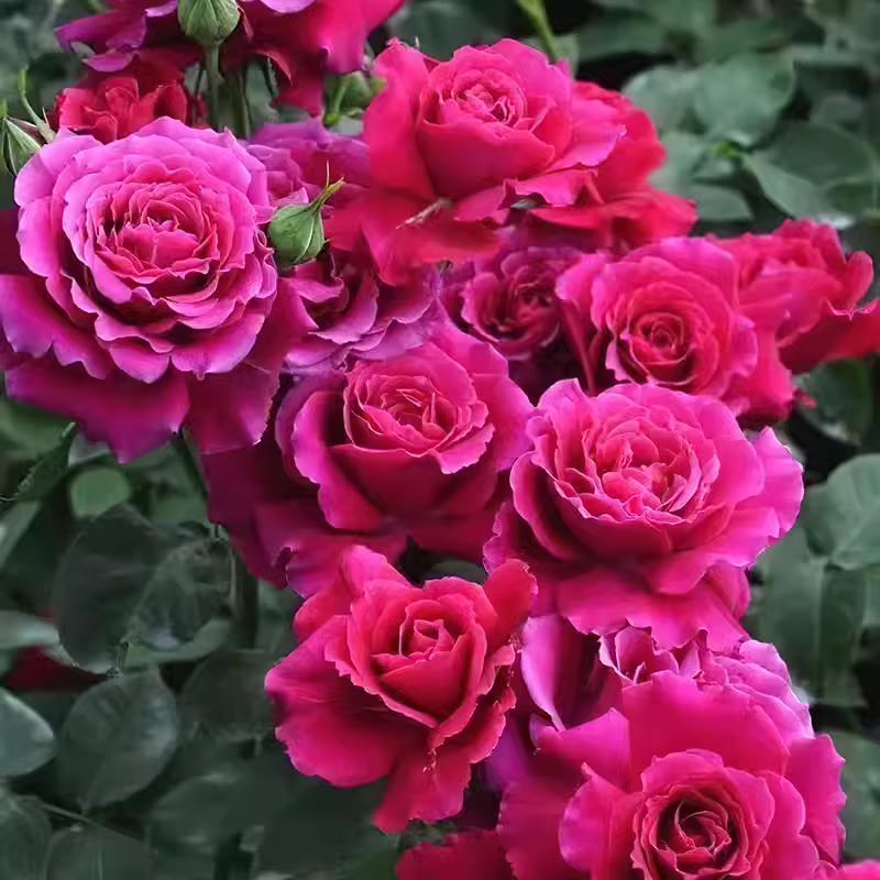 芳芳家 | 红丘 又叫天家胭脂日本河本灌木强香盆栽红色多季节开