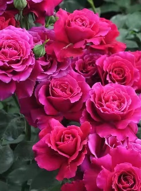 芳芳家 | 红丘 又叫天家胭脂日本河本灌木强香盆栽红色多季节开