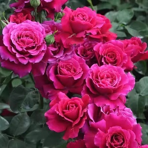 芳芳家 | 红丘 又叫天家胭脂日本河本灌木强香盆栽红色多季节开