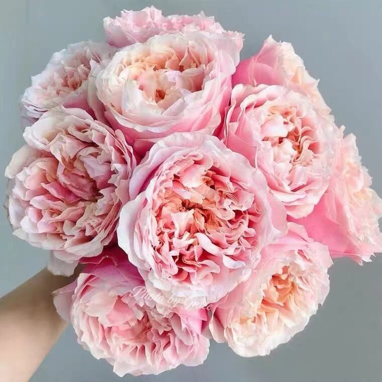 【百亩花卉】 摘星奇缘 /诺丁山 新品荷兰VIP月季花苗 大花切花