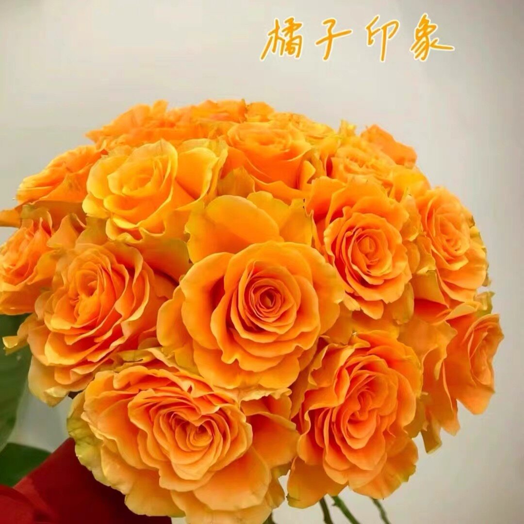 一百亩花田切花月季 橘子印象 大花易开放花期长阳台庭院月季花苗