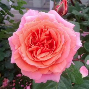 莫莱纳之爱月季 尼普 灌木大花浓香 粉色 直立 勤花 抗病 多季