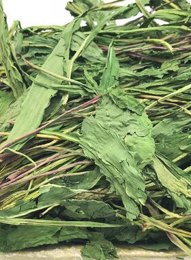 蒲公英草清热解毒消炎治疗软便