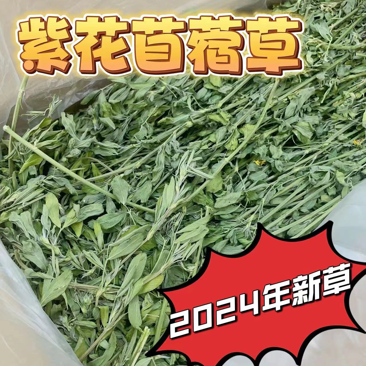 新鲜绿苜蓿草香嫩幼兔草