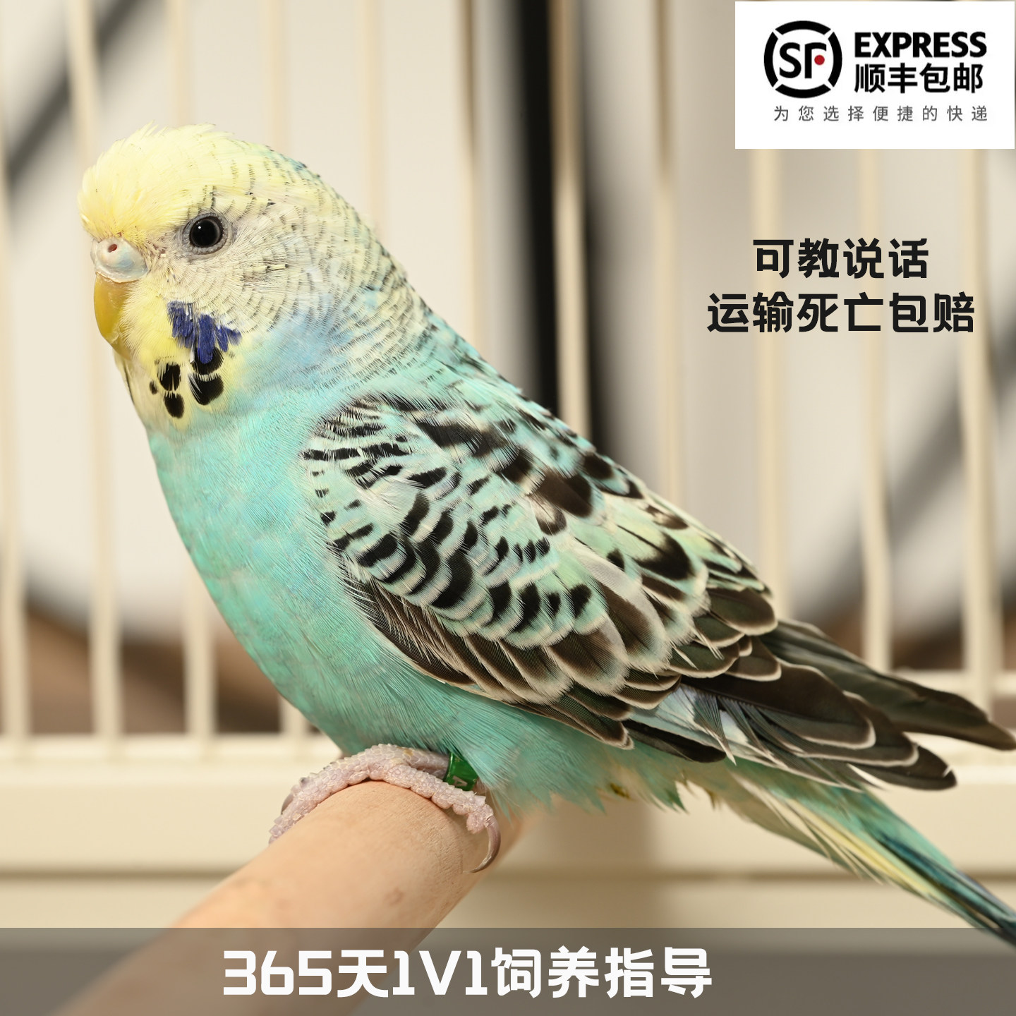 专业繁育一鸟一价，公母可选图片