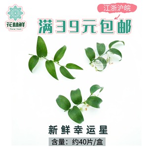 【花林鲜】新鲜幸运星 阔叶舞竹 幸运草 腾树苗 绿草酒店花草点缀