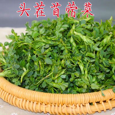 新鲜野菜食用苜蓿芽头茬野生蔬菜草头现摘现发
