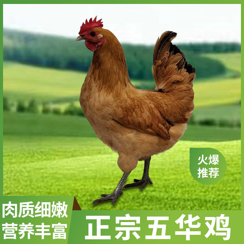 正宗农家五华林下散养国家畜禽遗传资源五华鸡包装鸡蛋打包鸡蛋