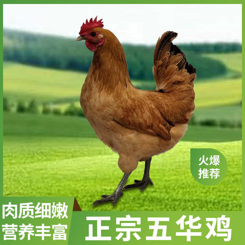 纸鸢香草五华鸡林下散养土鸡