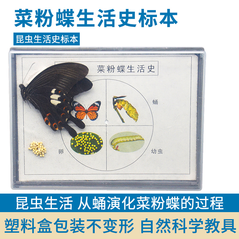 标本珊瑚标本蜜蜂桑蚕蕨蝗虫葫芦藓生活史标本红藻类褐藻类植物标本