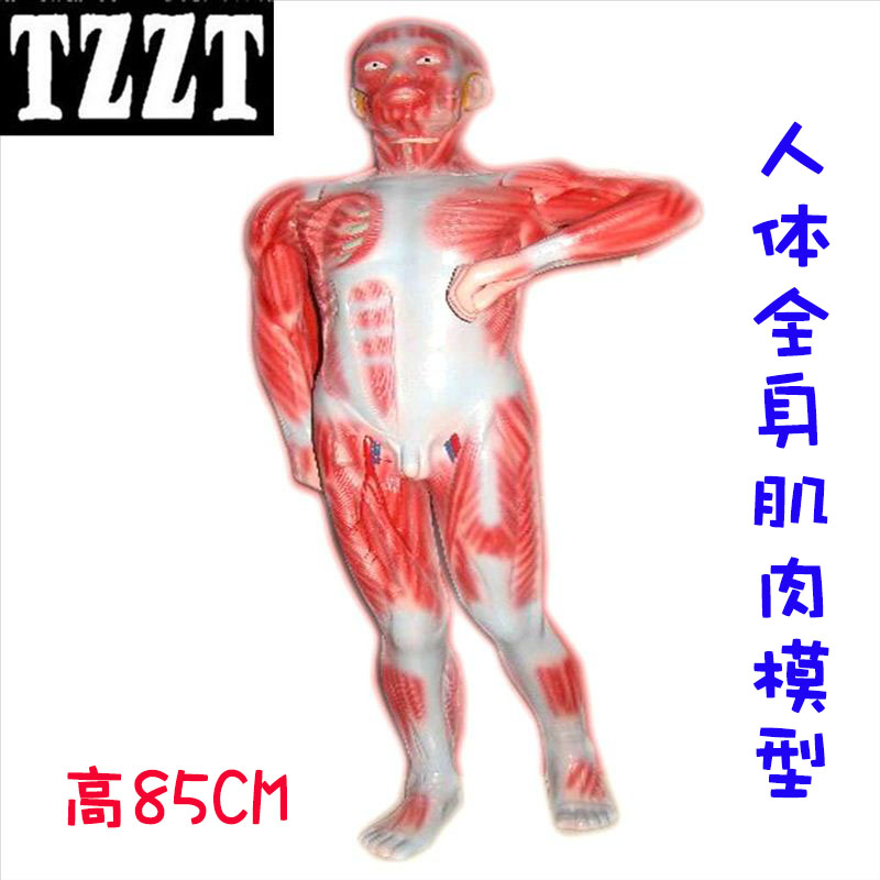 人体肌肉模型人体全身肌肉模型 85cm J33219中学生物教学仪器材