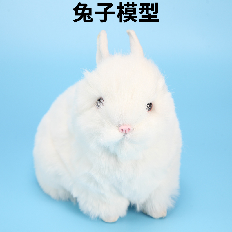 j43152小学科学实验器材学生用学具初中生物课教学教具仪器兔子模型