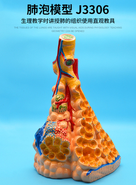 肺泡模型 J3306 初中生物实验器材 高中生物仪器 教学仪器