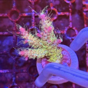 台湾跳跳糖sps硬骨珊瑚母体 断枝 组合