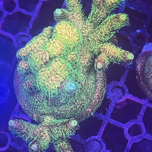 硬骨珊瑚sps珊瑚A属RR春热母体断枝硬骨珊瑚新手试水套餐海缸观赏