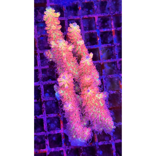 澳洲草莓蛋糕 粉毛粉色系