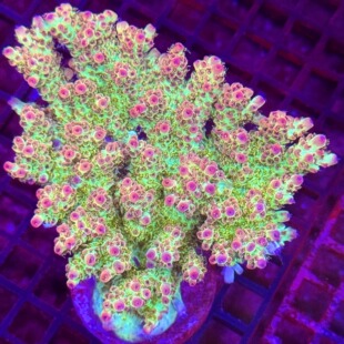 澳洲双色莓 长毛系列 包底老货 SPS硬骨珊瑚母体断枝组合套餐