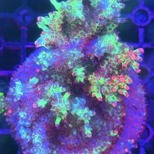 硬骨珊瑚活体珊瑚rr精品 A属sps珊瑚 海缸好养母体 断枝 包底老货