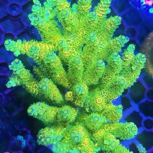 硬骨珊瑚 SPS珊瑚 活体人工新手试水断枝珊瑚 rr紫金皇冠母体断枝