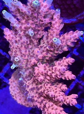 粉色系列养定硬骨珊瑚spsA属新手套餐断枝母体