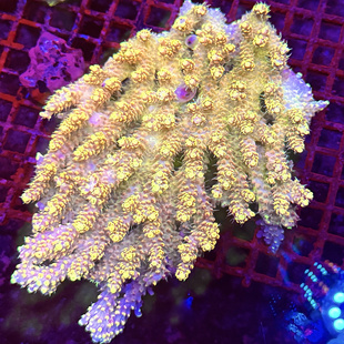 沙巴金莓 金色系硬骨珊瑚 母体断枝组合 稀有精品