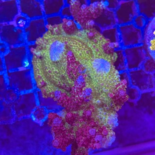 硬骨珊瑚活体珊瑚rr精品A属sps珊瑚海缸rr红雪豹母体断枝包底老货