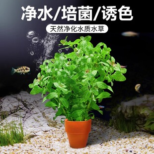 陶罐水草杯花盆鱼缸专用造景小花盆红色固定水草磁环固定环沉底环