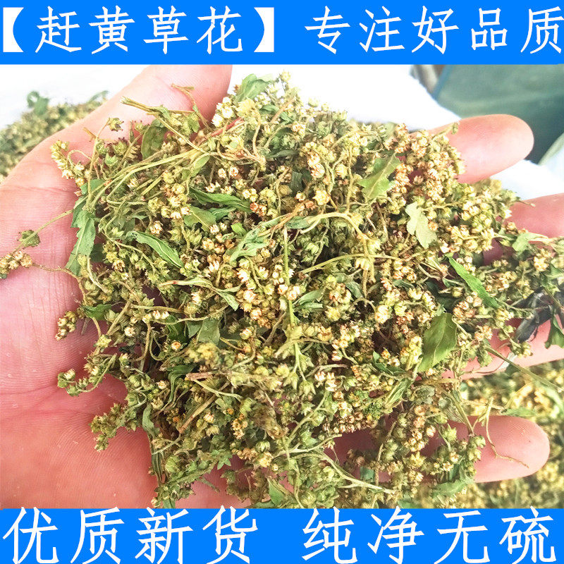 赶黄草花 四川当季新货赶黄草纯净 赶黄草花 500g 新鲜干货