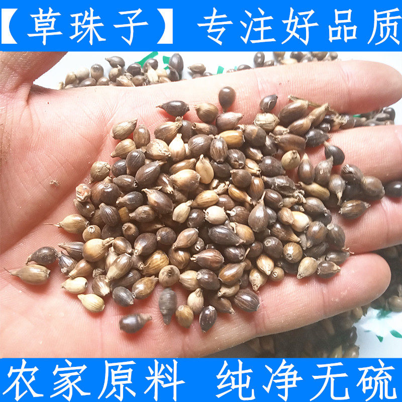 中药材草珠子 新货带壳薏米 薏米种子无硫无熏纯野生打碗子五谷子