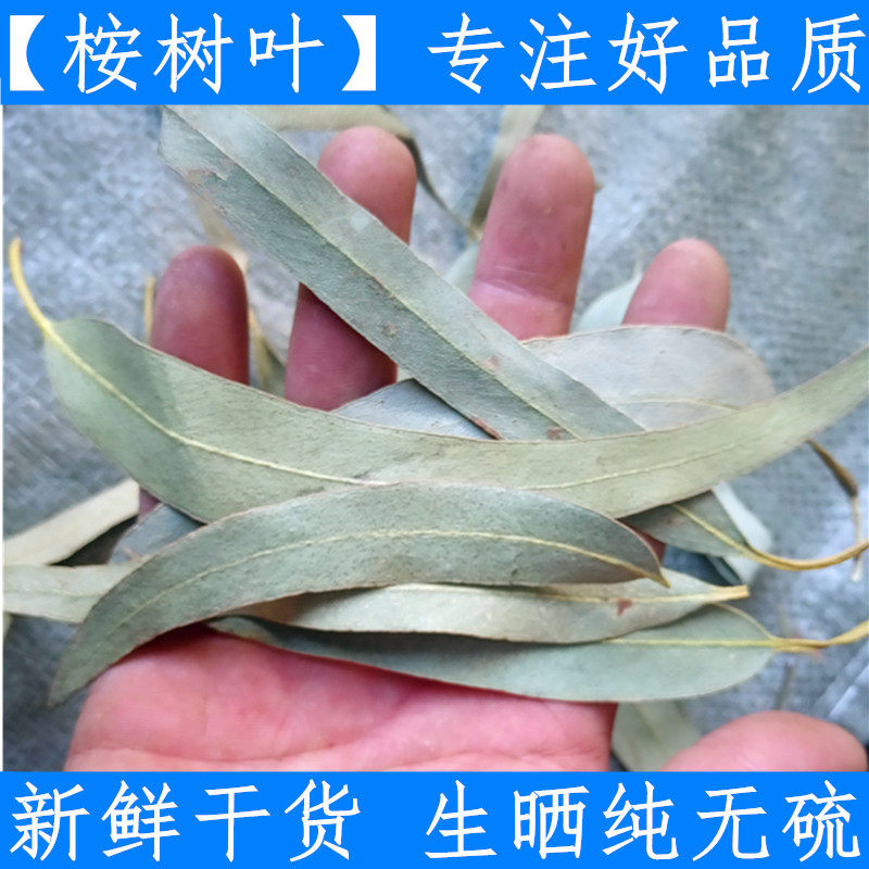 桉树叶500g中草药小桉树大叶 按树叶 干尤加利树叶 新鲜干货 无硫
