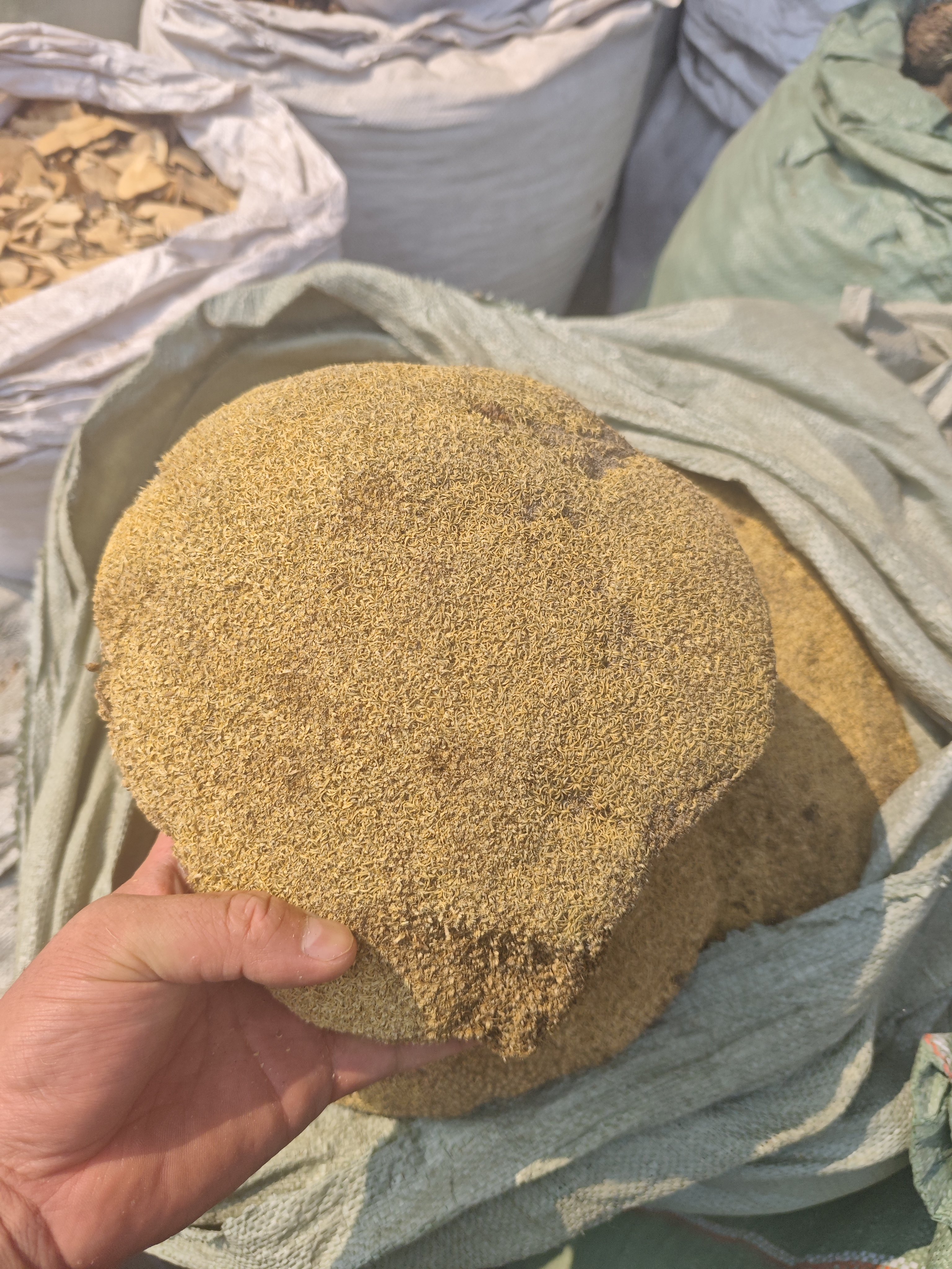 野生雪灵芝西藏正宗高海拔特产天然草灵芝500克新货 肺部