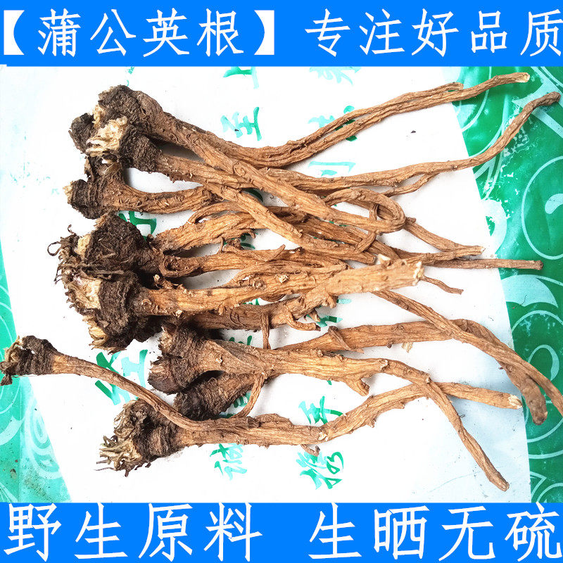 长白山特级原料无硫蒲公英根