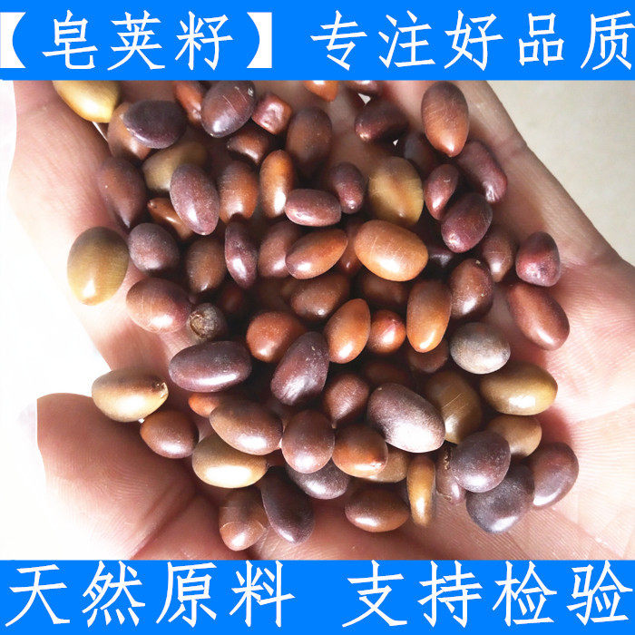 中药材 皂角籽 皂角种子皂荚子 500克包邮 新货无虫眼 无霉变